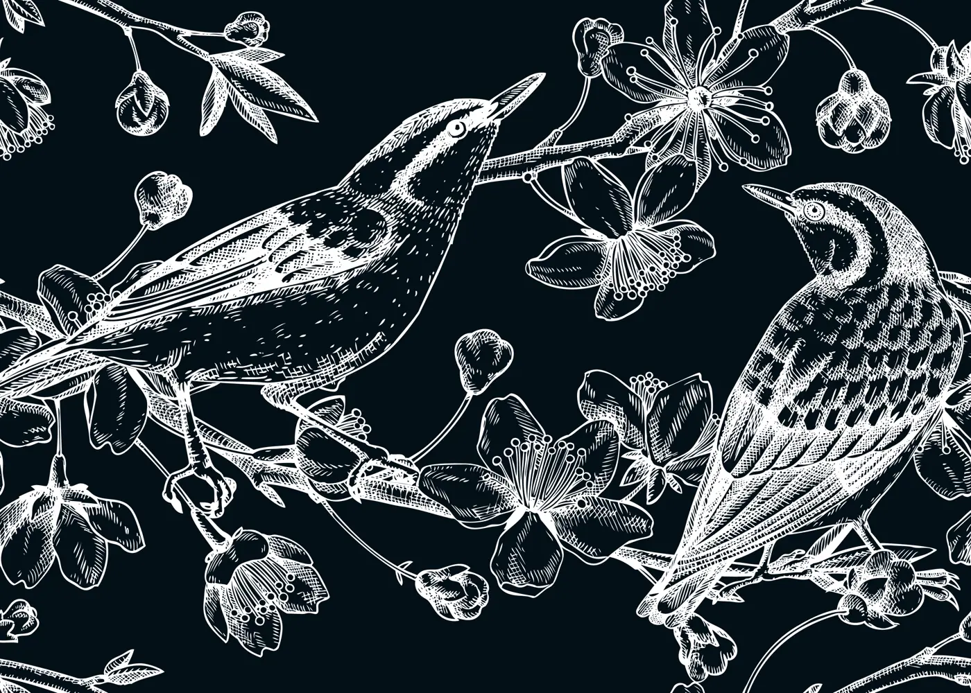 Nuthatches on cherry blossom sketch background in engraved style. Vintage spring seamless pattern with birds and sakura drawing. Botanical vector illustration of blooming branches isolated on black Illustration
